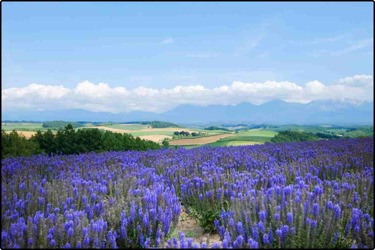 Lavender farm in the foothills of a mountain range, with rows of fragrant purple flowers